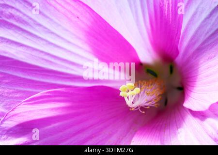 Ein künstlerisches Makro einer rosafarbenen Rose Malve (Hibiscus moscheutos) im Juli. Soft Focus hebt die zarten Texturen der Blütenblätter und Stempel hervor. Stockfoto