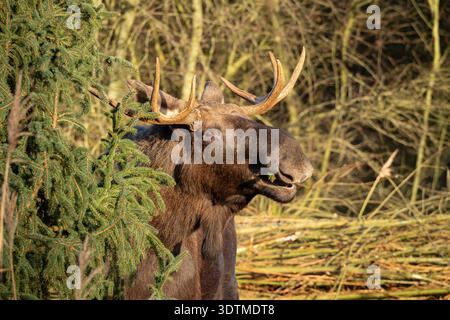 Männlicher Elch Mit Großen Geweihen Im Wald Stockfoto