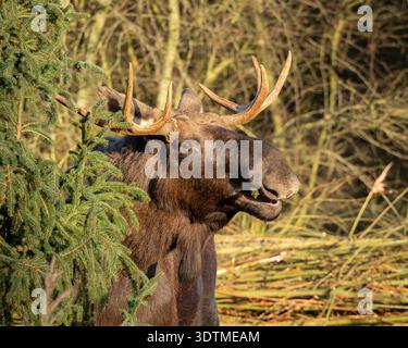 Männlicher Elch Mit Großen Geweihen Im Wald Stockfoto