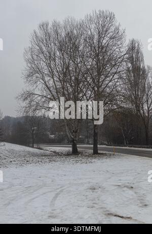 Eine friedliche Winterszene mit zwei Bäumen, bedeckt mit frischem, weißem Schnee. Stockfoto
