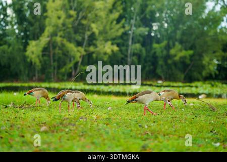 Eine Herde ägyptischer Gänse Alopochen aegyptiaca isst an einem Sommertag frisches grünes Gras in der Nähe eines Teichs im Amelia Earhart Park in Florida. Stockfoto