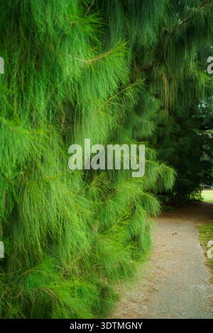 Hohe, flauschige, grüne australische Kiefer Casuarina Bäume wachsen neben einem schmalen Feldweg in einem Sommerpark und werfen Schatten in Florida. Stockfoto