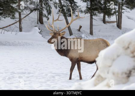 ELK (Cervus canadensis) oder Wapiti im Winter Stockfoto