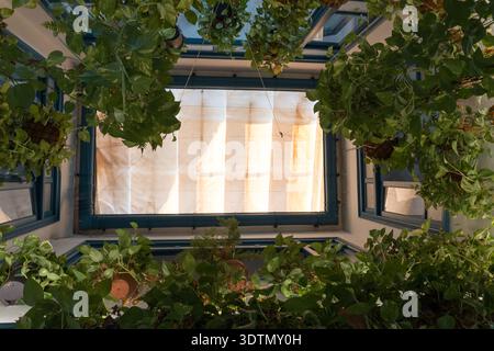 Golden Pothos, der von Töpfen hoch oben in einem hell beleuchteten Innenraum heranzieht Stockfoto