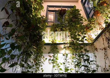 Golden Pothos, der von Töpfen hoch oben in einem hell beleuchteten Innenraum heranzieht Stockfoto