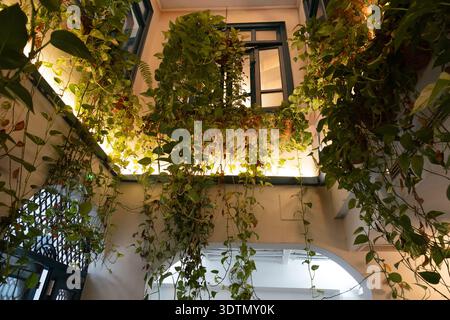 Golden Pothos, der von Töpfen hoch oben in einem hell beleuchteten Innenraum heranzieht Stockfoto