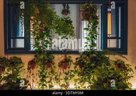 Golden Pothos, der von Töpfen hoch oben in einem hell beleuchteten Innenraum heranzieht Stockfoto