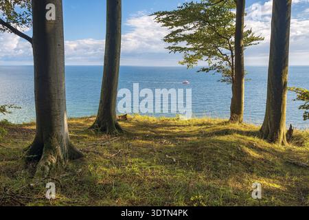 Buchen am Hochufer über den Kreidefelsen im Nationalpark Jasmund, Blick vom Hochuferweg auf die Ostsee mit Fischtrawler Stubnitz f Stockfoto