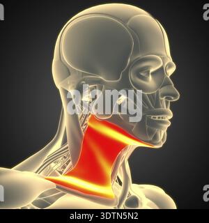 3D-Illustration Konzept des menschlichen Körpermuskelsystems Kopfmuskeln Platysma Muskelanatomie Stockfoto