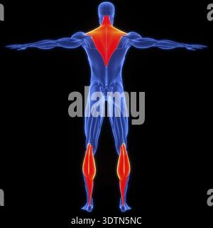 3D-Illustrationskonzept der Anatomie des menschlichen Muskelsystems Trapez und Gastrocnemius Stockfoto