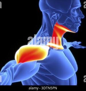3D-Illustrationskonzept der Anatomie des menschlichen Muskelsystems Deltoideus und Platysmamuskeln Stockfoto