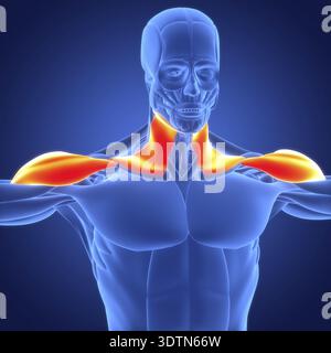 3D-Illustrationskonzept der Anatomie des menschlichen Muskelsystems Deltoideus und Platysmamuskeln Stockfoto