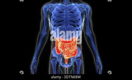 3D-Illustrationskonzept der menschlichen Digestivsystem-Dick- und Dünndarmanatomie Stockfoto
