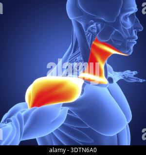 3D-Illustrationskonzept der Anatomie des menschlichen Muskelsystems Deltoideus und Platysmamuskeln Stockfoto