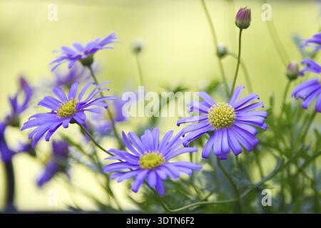 Viele kleine Gänseblümchen in violetten und gelben Farben im Frühling Stockfoto