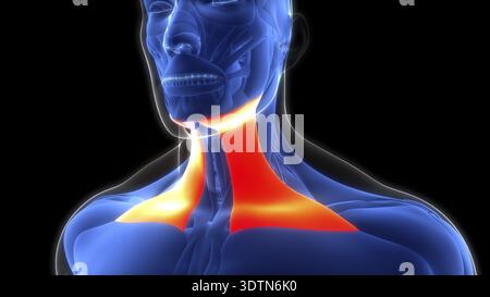 3D-Illustration Konzept des menschlichen Körpermuskelsystems Kopfmuskeln Platysma Muskelanatomie Stockfoto