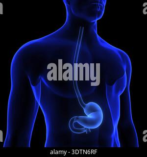3D-Illustrationskonzept der Magenanatomie des menschlichen Verdauungssystems Stockfoto