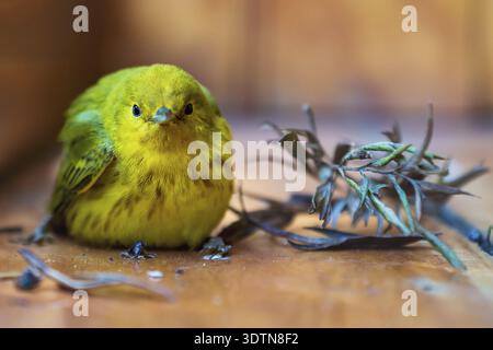 Gelber Waldsänger, lateinischer Name 'Setophaga petechia', der nach einem Unfall auf einer hölzernen Veranda ruht, Atitlan-See, Guatemala Stockfoto