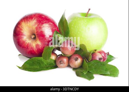 Grüne und rote große Äpfel Obst und Zweig der kleinen wilden Äpfeln mit Blättern auf weißem Hintergrund Stockfoto