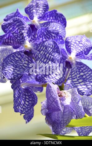 Eine sehr schöne Orchidee, in lila-blauer Farbe Stockfoto