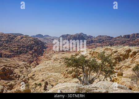 Malerische Landschaft mit trockenen Bergen und nur einem Baum unter der heißen Sonne im Nahen Osten Stockfoto