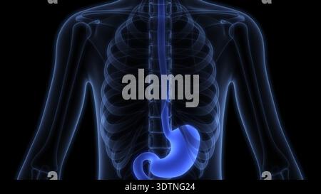 3D-Illustrationskonzept der Magenanatomie des menschlichen Verdauungssystems Stockfoto