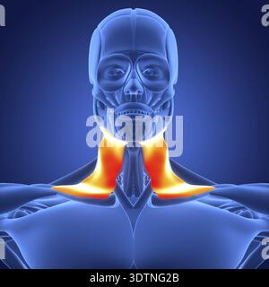 3D-Illustration Konzept des menschlichen Körpermuskelsystems Kopfmuskeln Platysma Muskelanatomie Stockfoto