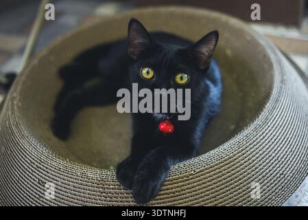 Eine schwarze Katze mit rotem Kragen, die in einem Korb sitzt. Perfekt für Porträtmotive von Haustieren, Tieren und Katzen. Stockfoto