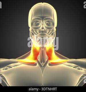 3D-Illustration Konzept des menschlichen Körpermuskelsystems Kopfmuskeln Platysma Muskelanatomie Stockfoto