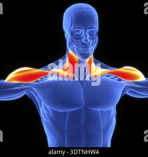 3D-Illustrationskonzept der Anatomie des menschlichen Muskelsystems Deltoideus und Platysmamuskeln Stockfoto