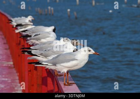Eine Linie wandernder Möwen, die auf einer roten Schiene in der Nähe des Meeres thronten. Ideal für Vögel, Tiere und Küstenbestände. Stockfoto