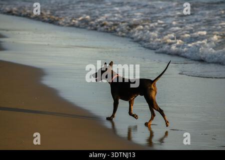 Ein Hund läuft fröhlich am Sandstrand mit Meereswellen dahinter. Perfekt für Haustiere, Lifestyle, Reisen und Küstenthemen. Stockfoto
