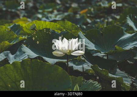 Ein sonnendurchfluteter weißer Lotus erhebt sich in natürlichem Licht über grünen Teichblättern. Perfekt für Botanik, Meditation und Naturthemen. Stockfoto