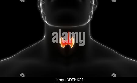 3D-Illustrationskonzept der menschlichen Körperdrüsen Schilddrüsenanatomie Stockfoto