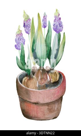 Lupinen-Blüten in Topf-Aquarell-botanischem Clipart Stockfoto
