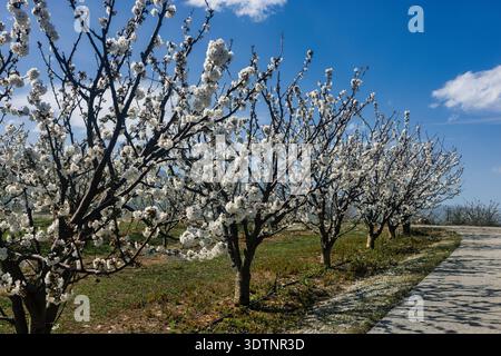Rachi, Pieria, Griechenland. Blühende Kirschbäume in gepflegten Obstbäumen im Frühling mit weißen Blüten und Bergkulisse. Stockfoto