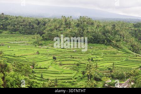 Schöne Luftaufnahme des grünen terrassierten Reisfelder Indonesien Stockfoto
