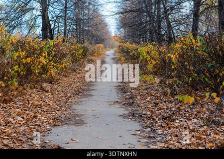 Der Stadtweg ist mit gelben, orangen und roten Blättern übersät. Herbstlandschaft. Stockfoto