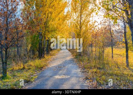 Der Stadtweg ist mit gelben, orangen und roten Blättern übersät. Herbstlandschaft. Stockfoto