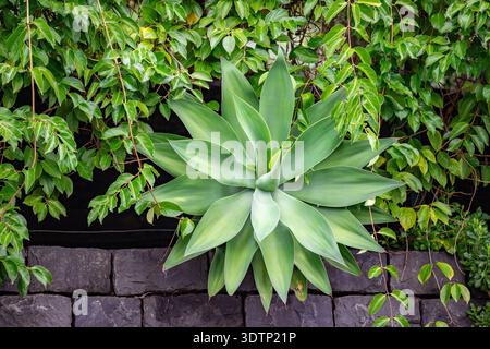 Foxtail Agave, Agave attenuata große Blatt-Rosette im botanischen Garten auf Madeira, Fokus stapelnd Vorderansicht Stockfoto