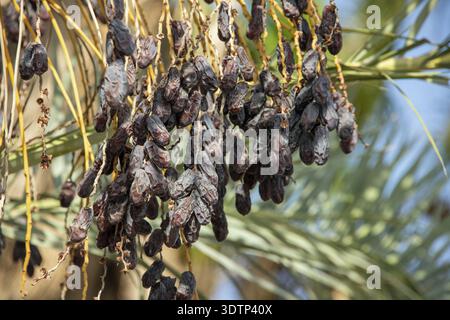 Braune frische Datteln in Hülle und Fülle hängen an der Palme Stockfoto