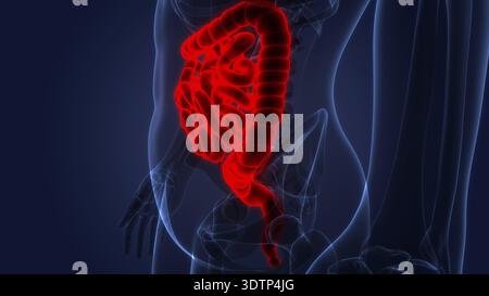 3D-Illustrationskonzept der menschlichen Digestivsystem-Dick- und Dünndarmanatomie Stockfoto