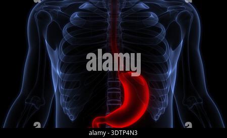 3D-Illustrationskonzept der Magenanatomie des menschlichen Verdauungssystems Stockfoto