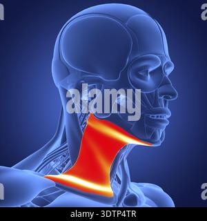 3D-Illustration Konzept des menschlichen Körpermuskelsystems Kopfmuskeln Platysma Muskelanatomie Stockfoto
