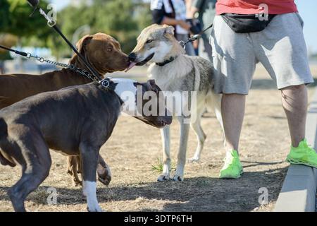 Ein amerikanischer Tyrann und ein Pit Bull nähern sich und schnüffeln einen tschechoslowakischen Wolfdog, während alle drei an der Leine in einem Park festgehalten werden. Stockfoto