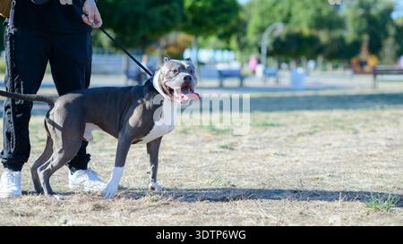 Ein amerikanischer Tyrann steht auf Gras in einem Park, während er von seinem Betreuer bei Tageslicht an der Leine gehalten wird. Stockfoto