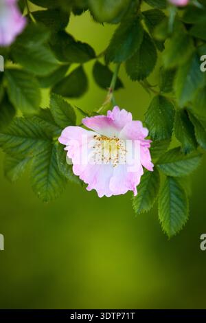 Rosa canina (Hunderose) Nahaufnahme einer blassrosa Wildrosenblume mit gelben Staubblättern Stockfoto