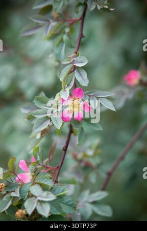 Rosa glauca (Rotblättrige Rose) – blassrosa fünfblättrige Blüten mit gelben Staubblättern auf glaukösem gefiedertem Laub Stockfoto