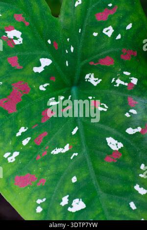 Nahaufnahme eines zweifarbigen Caladium-Blattes mit leuchtenden rosa und weißen Flecken Stockfoto
