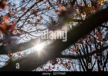 Kirschblüten auf den Zweigen eines Baumes warme sonnige Frühlingssaison in einem Stadtpark , das erste Laub und neue schöne und duftende Kirschblüten t t t Stockfoto